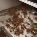 Fumigaciones en Pueblo Mier y Noriega, Mier y Noriega, Nuevo León 67980