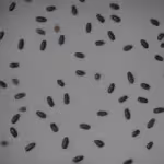 Fumigaciones en Ejido Joya de San Diego, General Zaragoza, Nuevo León 67977