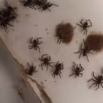 Fumigaciones en Ranchería La Joya de Alardín, General Zaragoza, Nuevo León 67974
