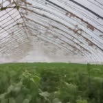 Fumigaciones en Rancho Puerto Rincón de Jesús, Aramberri, Nuevo León 67958