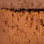 Fumigaciones en Rancho Monillal, Aramberri, Nuevo León 67958